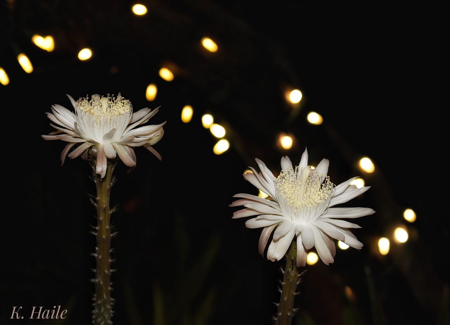 Bloom Night Duo